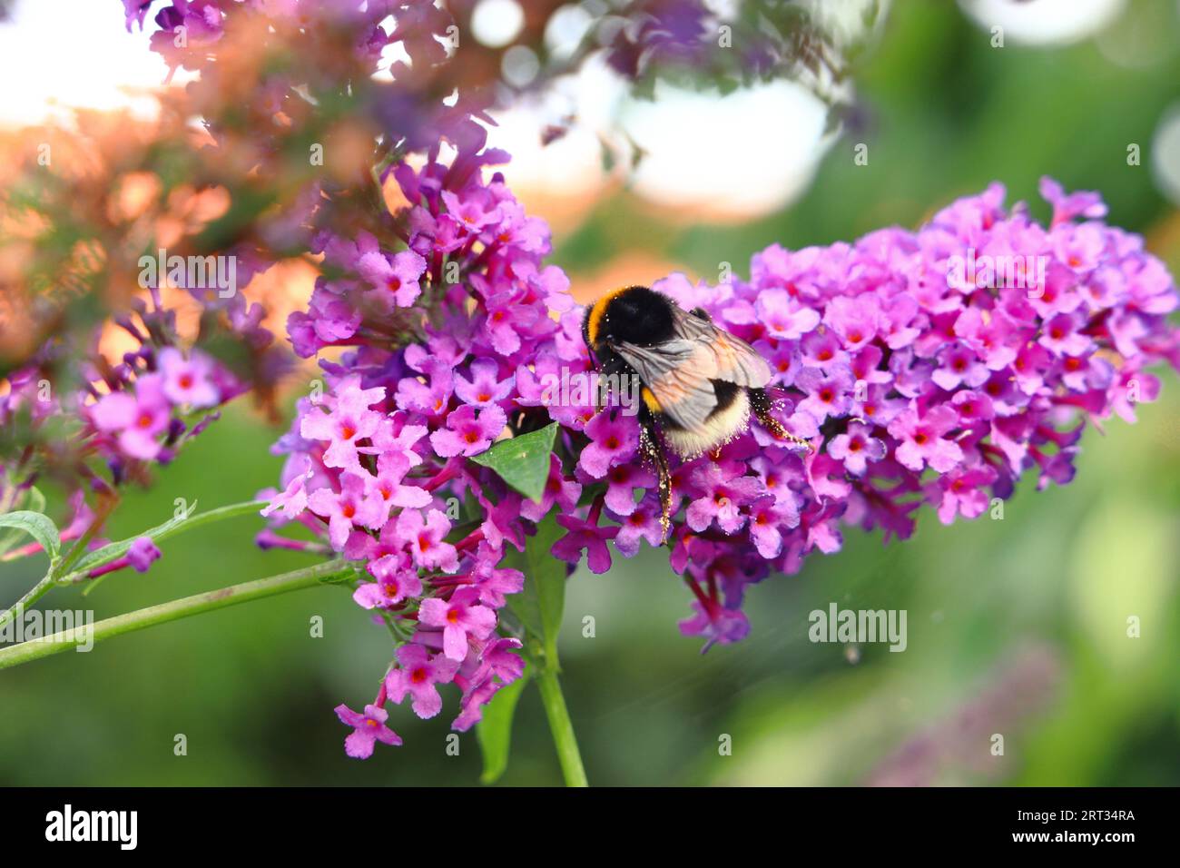 Bumble bee on Flower Stock Photo