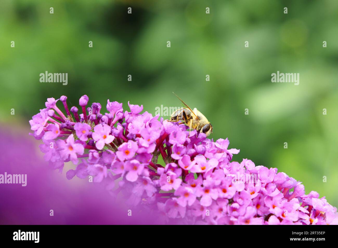 Bee on a Flower Stock Photo