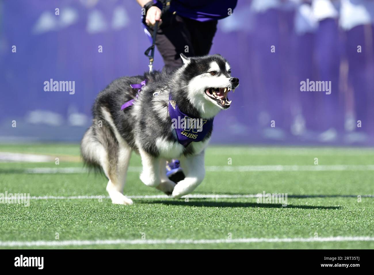 Seattle, United States. 09th Sep, 2023. September 09, 2023: Husky mascot  ''Dubs'' takes to the field before the NCAA football game between the Tulsa  Golden Hurricanes and Washington Huskies at Husky Stadium