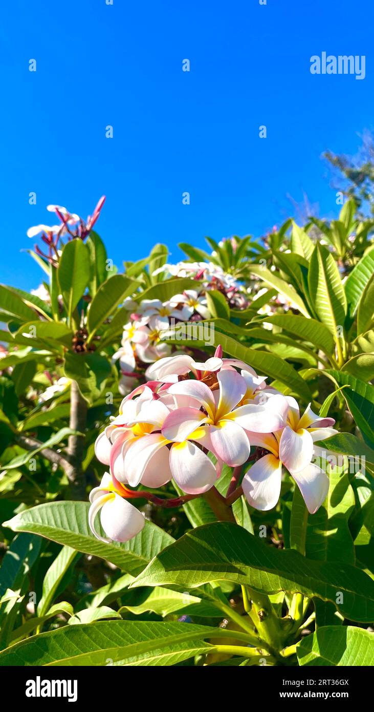 Yellow and pink plumeria tree flowering in Los Angeles, California