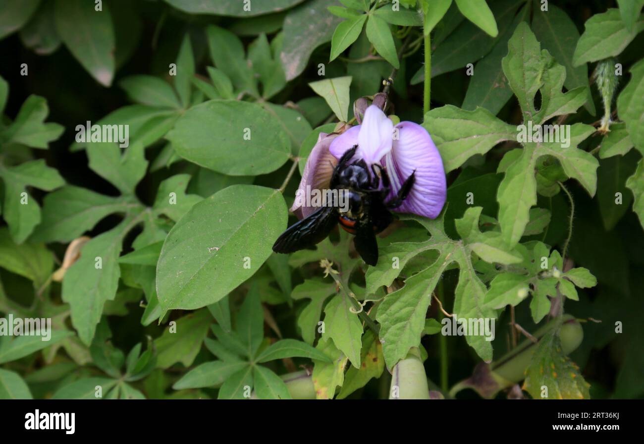 salvador, bahia, brazil - september 5, 2023: manganga beetle insect - bombus terrestris collecting necta on field flowers. Stock Photo