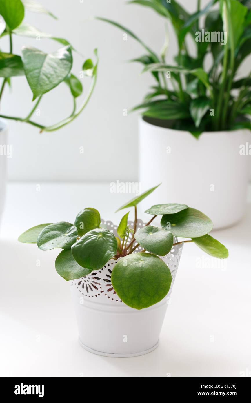 (Pilea) Peperomioides or Chinese Money Plant in a white pot, vertical shot Stock Photo