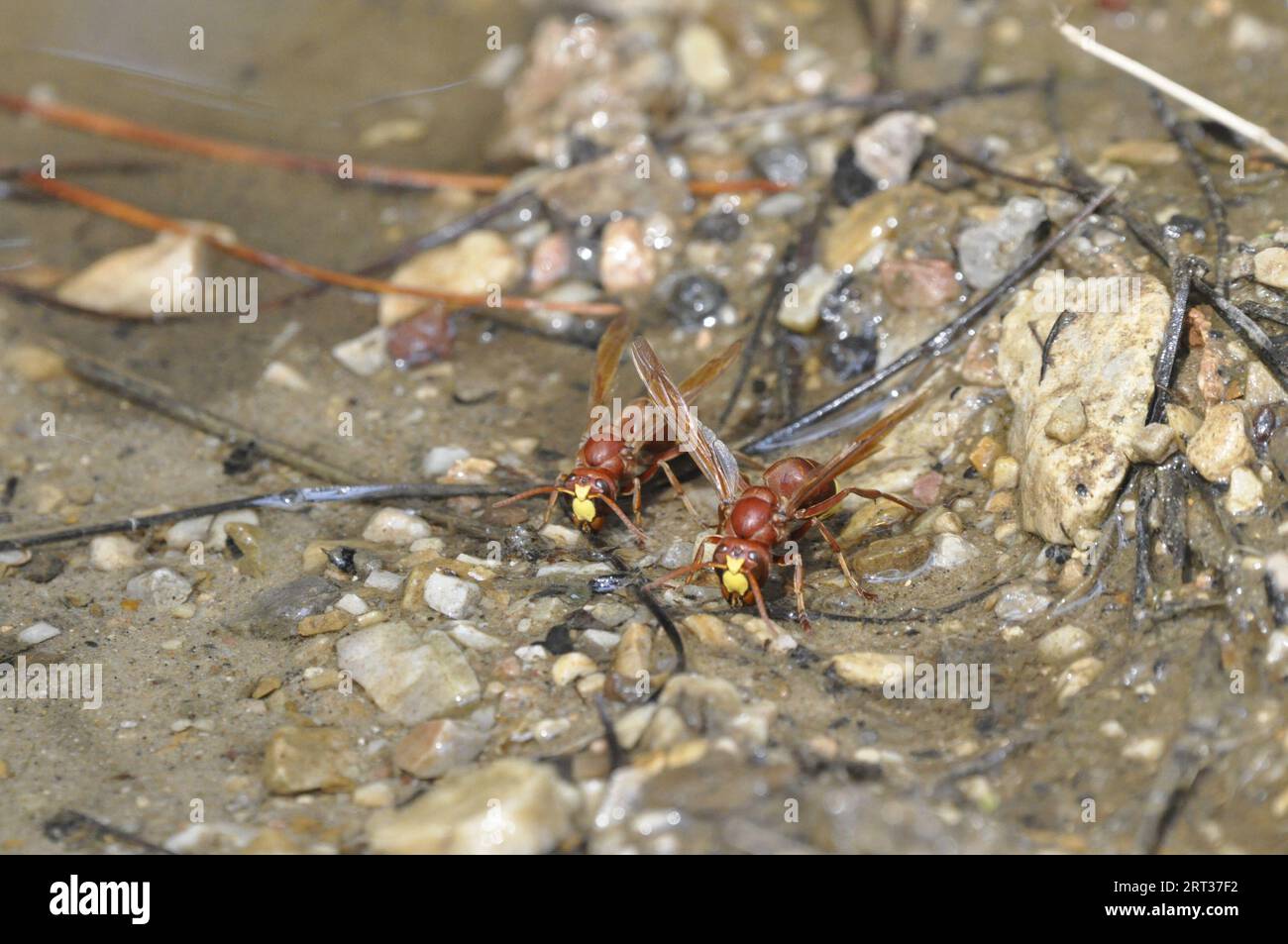 oriental hornet Stock Photo