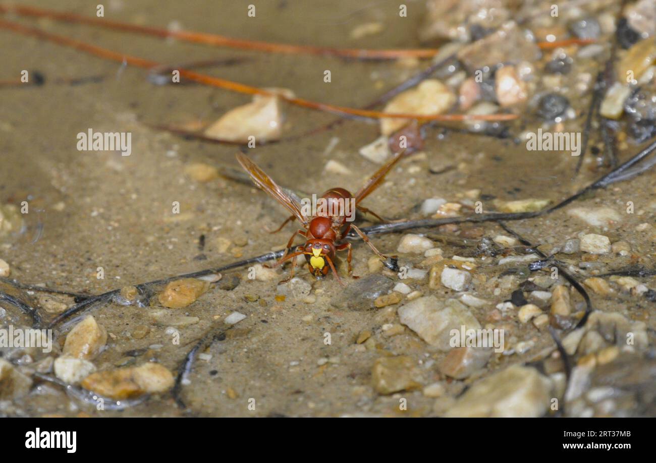 oriental hornet Stock Photo