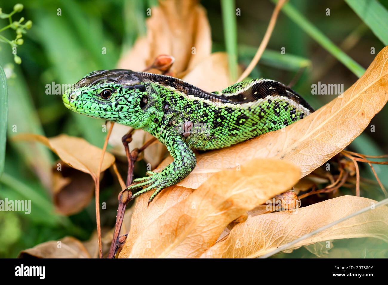 A male sand lizard in the grass Stock Photo