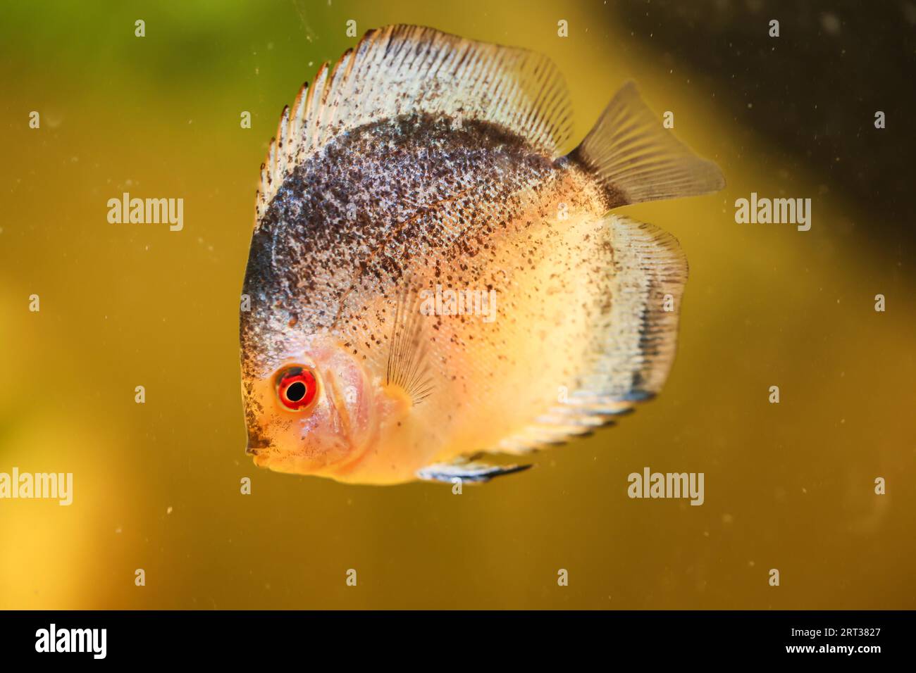 Portrait of a beautiful coloured discus discus cichlid in a blackwater aquarium Stock Photo