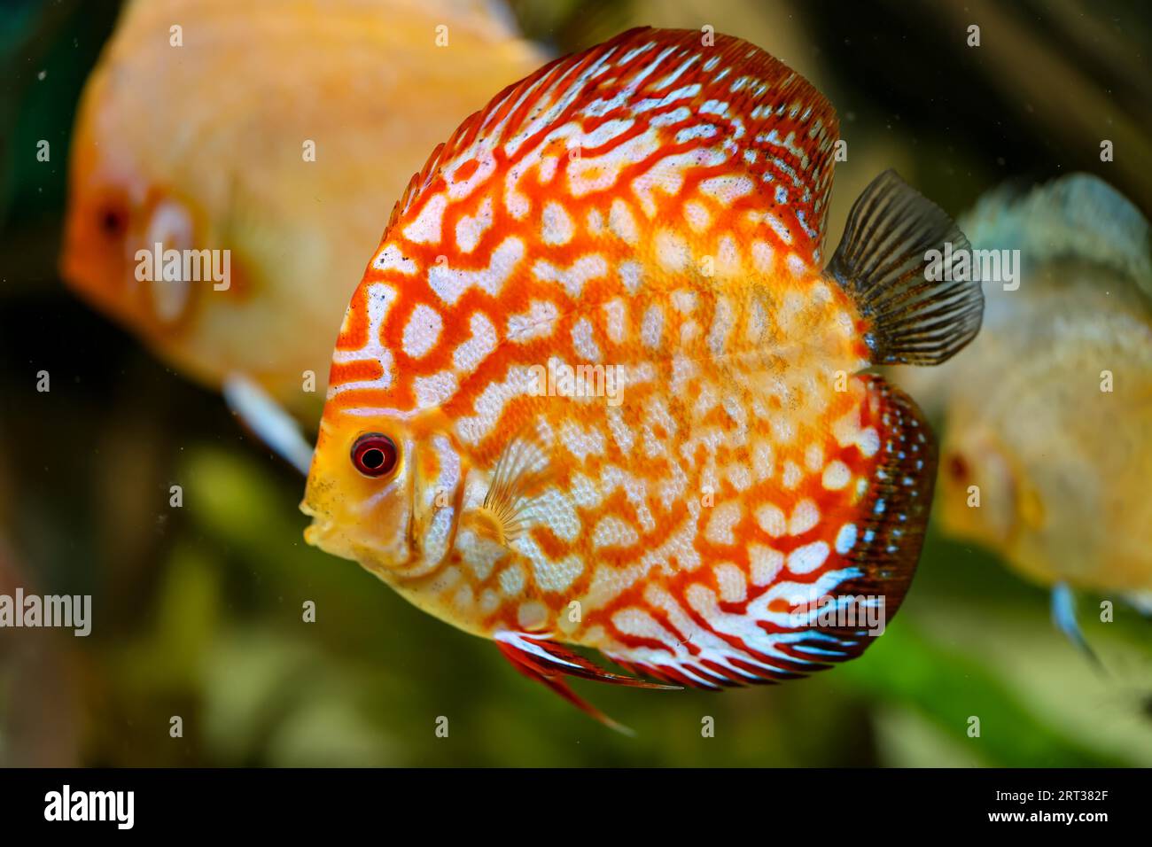 Portrait, close-up of a discus fish. Discus in the aquarium Stock Photo