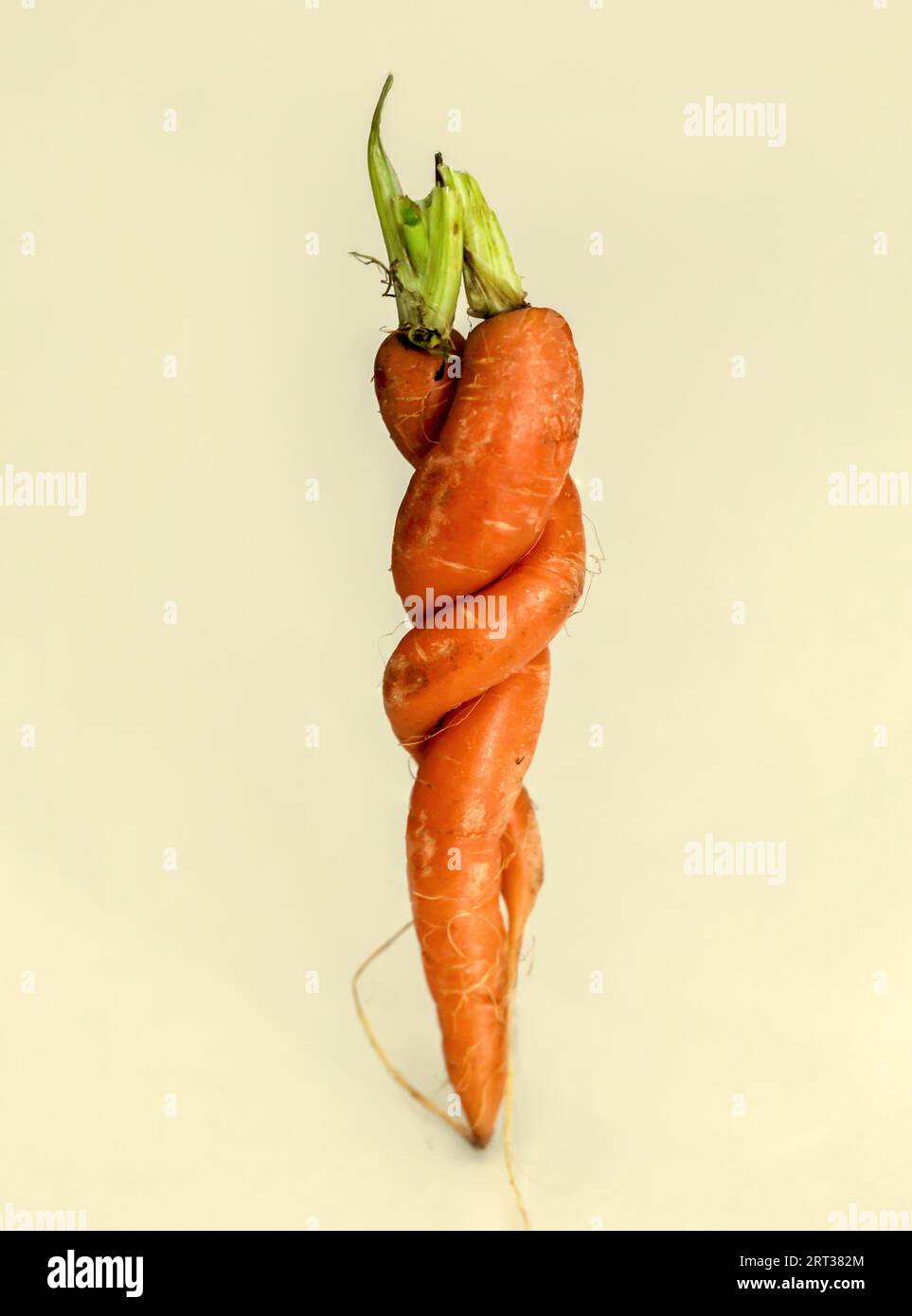 Two specially shaped carrots. Two embraced carrots on a yellowish background Stock Photo