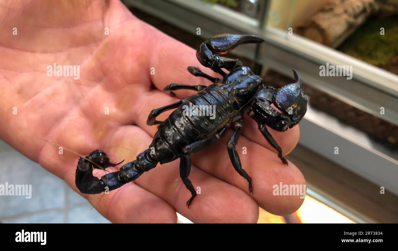 A close-up of a harmless Thailand scorpion Stock Photo - Alamy