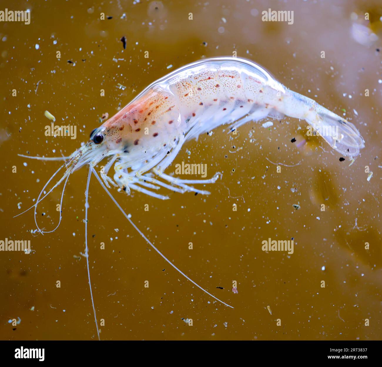 Close-up of an Amano shrimp in an aquarium Stock Photo