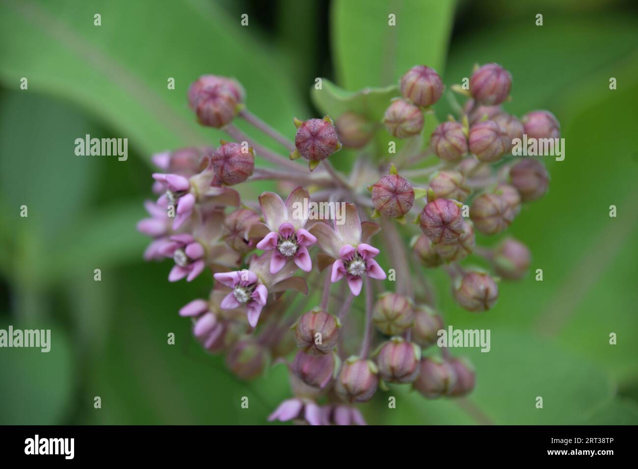 Beautful giant milkweed plant budding and flowering in a garden Stock