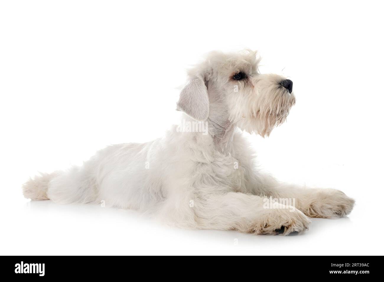 miniature schnauzer in front of white background Stock Photo