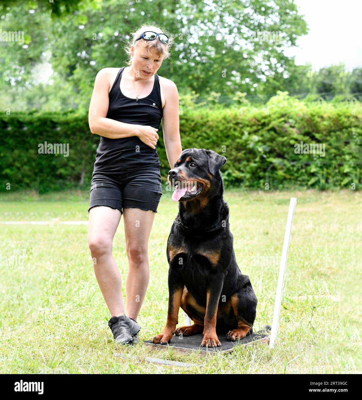 dog training  for obedience discipline with a rottweiler Stock Photo