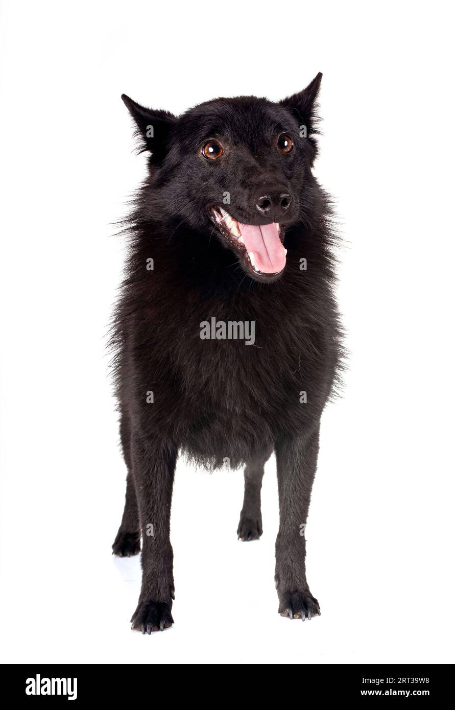 young Schipperke in front of white backgruond Stock Photo