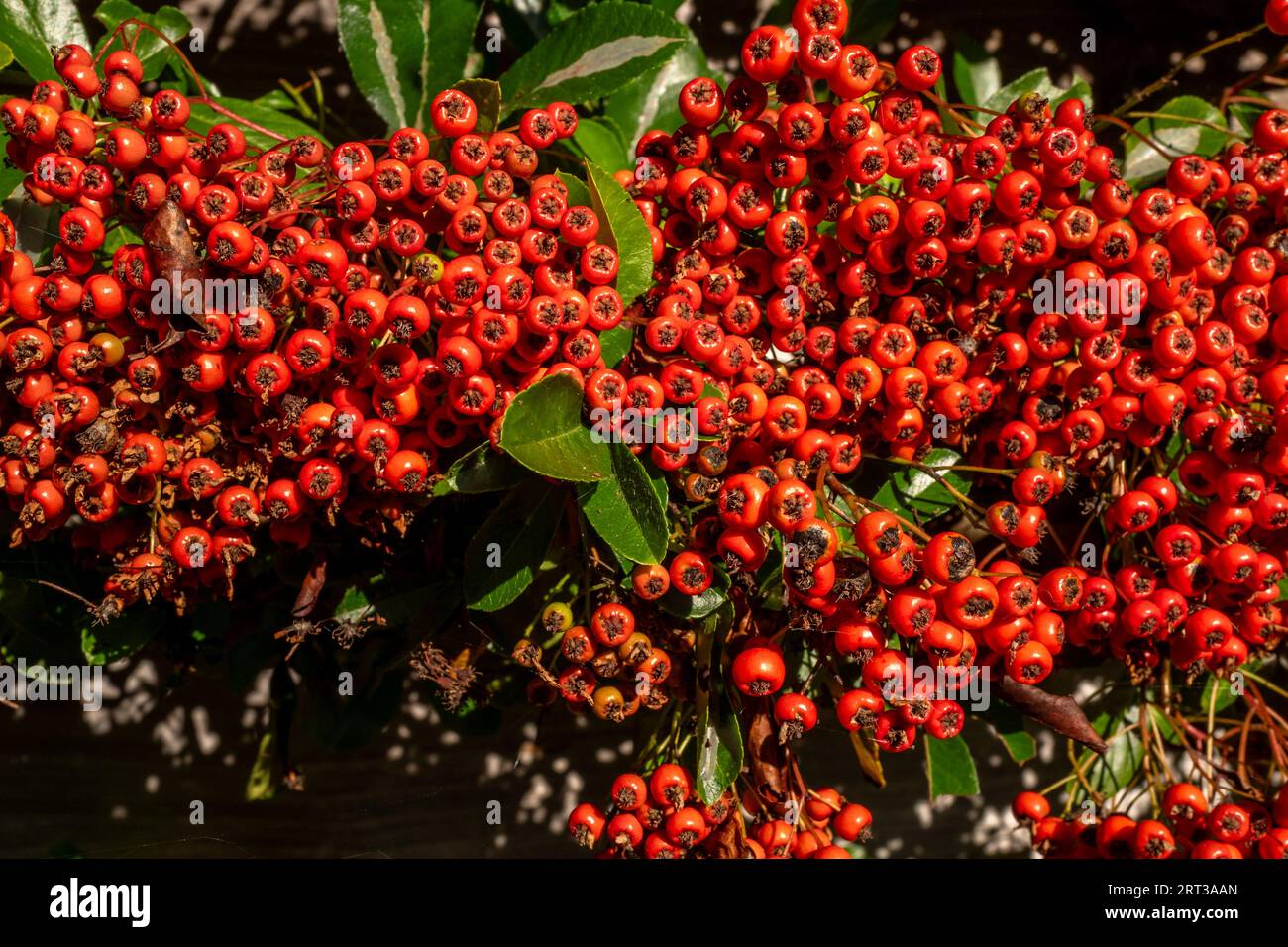 West Dean, Wiltshire, September 4th 2023 Pyracantha Red Column or