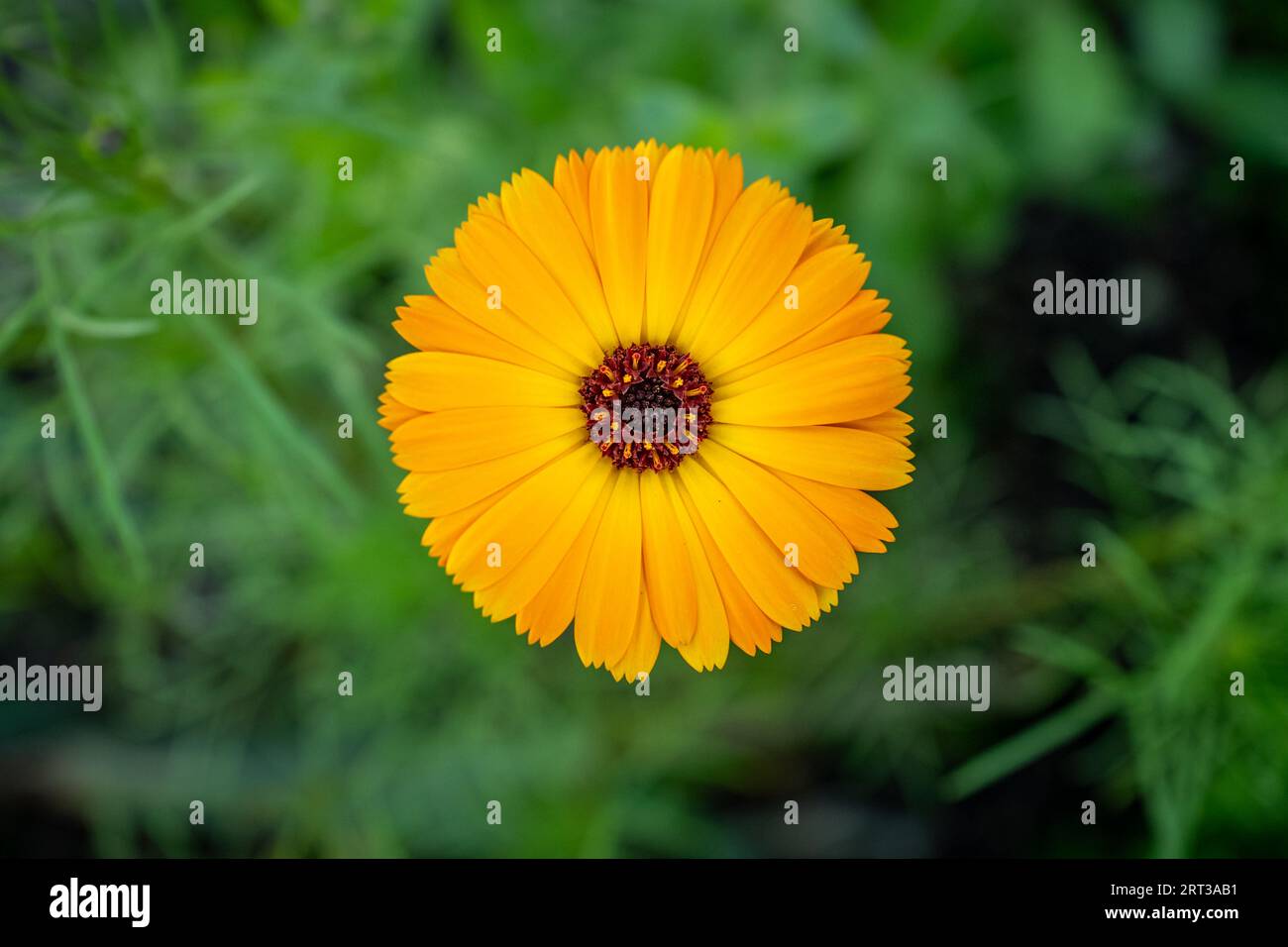 West Dean, Wiltshire, September 4th 2023 A Calendula marigold Stock