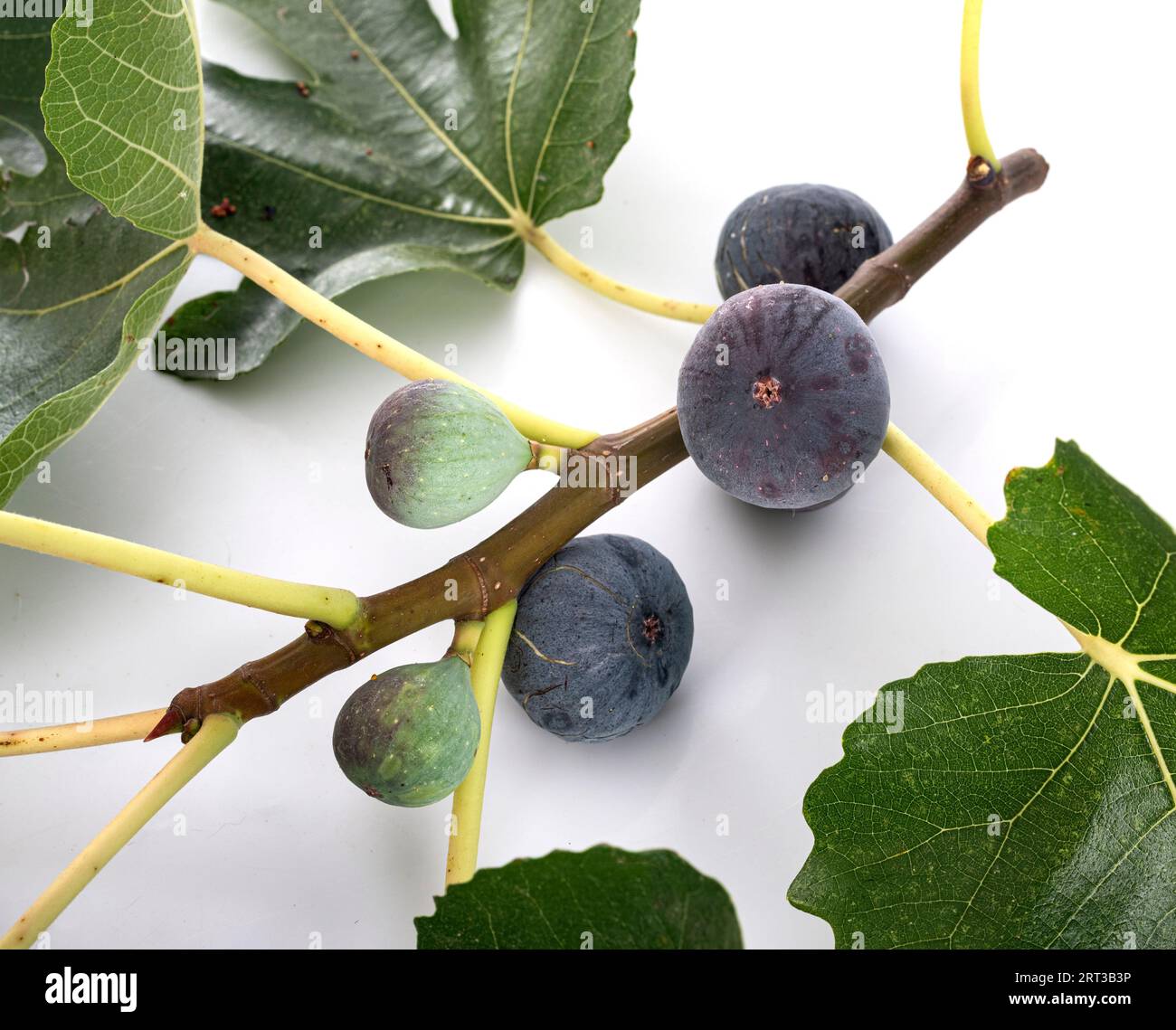 purple figs in front of white background Stock Photo