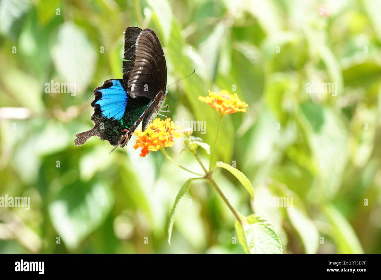 Butterfly Drinking honey Stock Photo Alamy