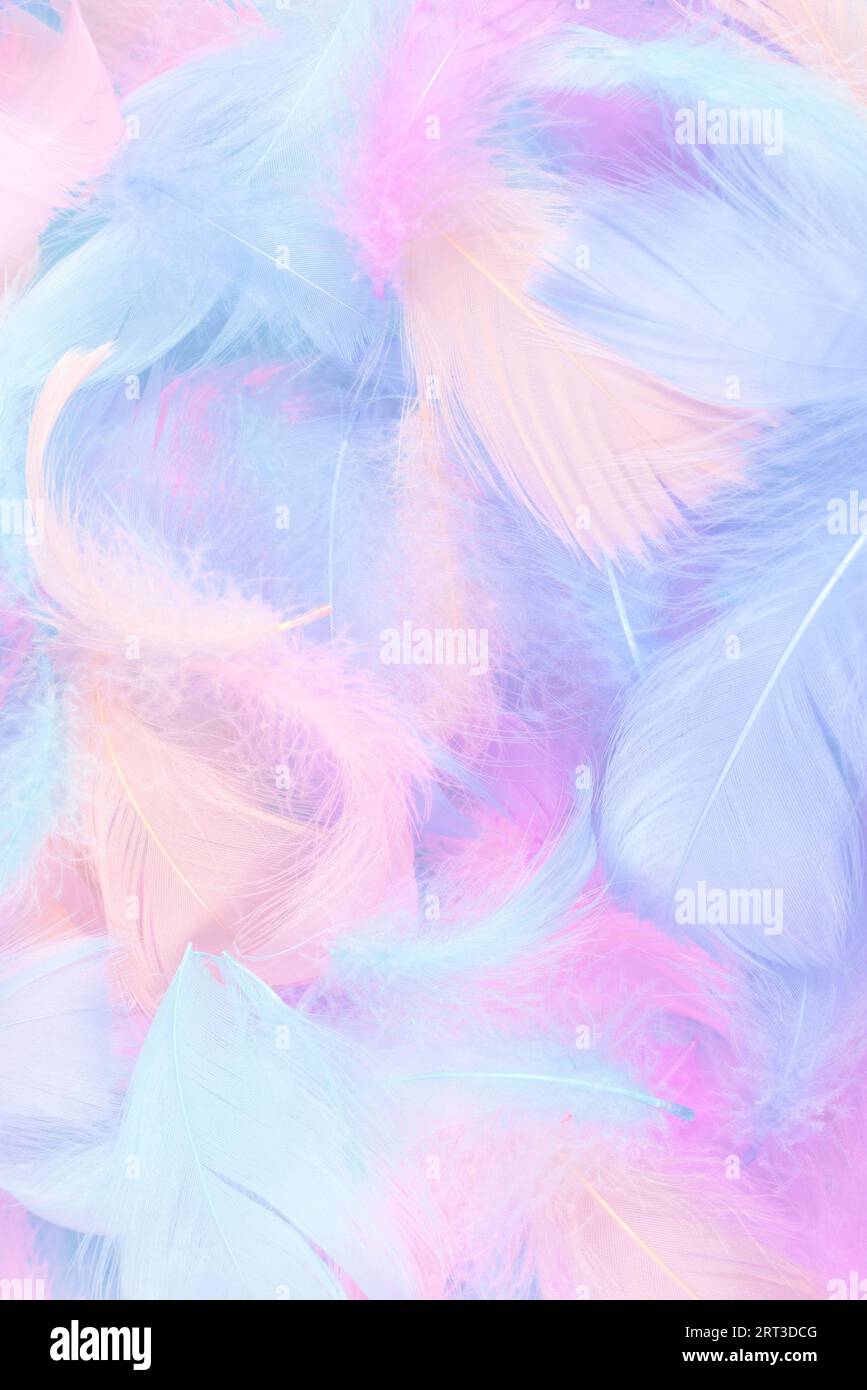 Colorful feather on mint background, top view. Stock Photo