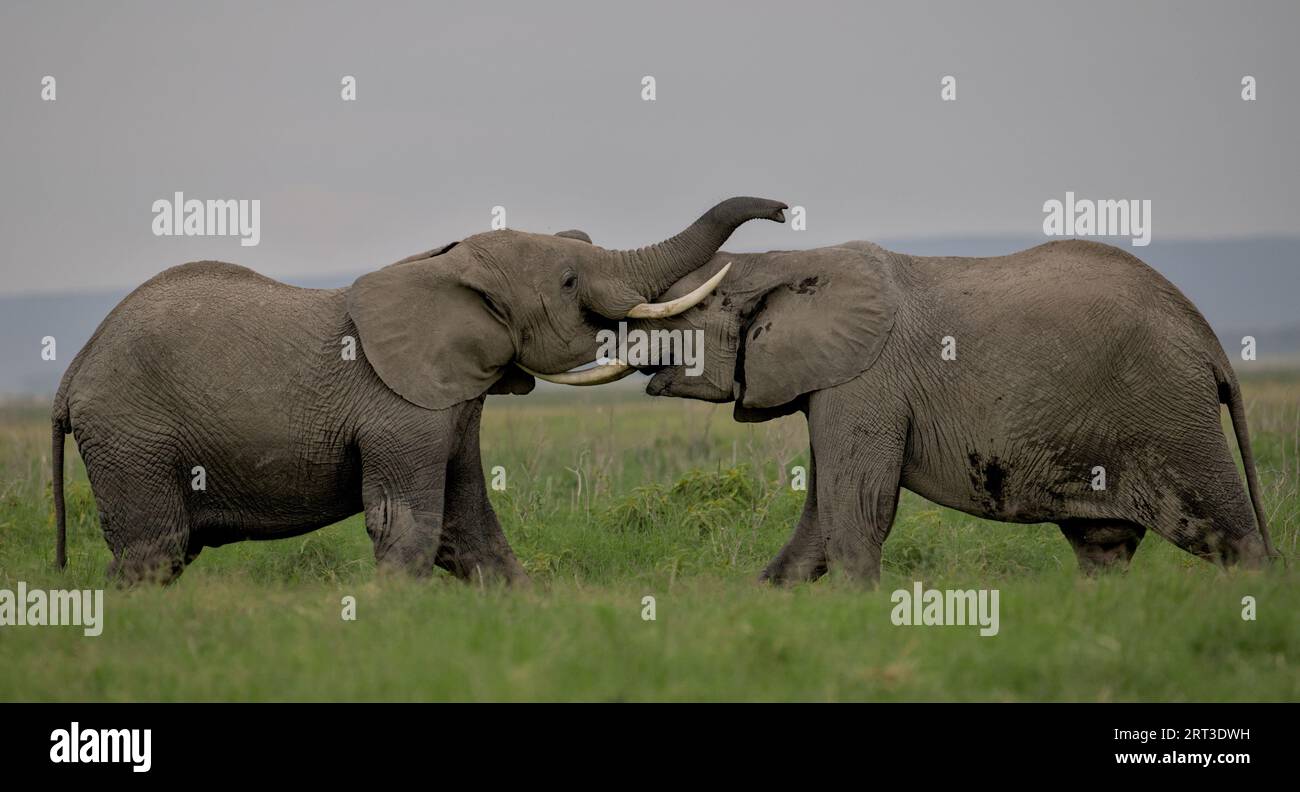 Two young elephants facing each other practicing fight in Amboseli Nationalpark in Kenya, Africa Stock Photo