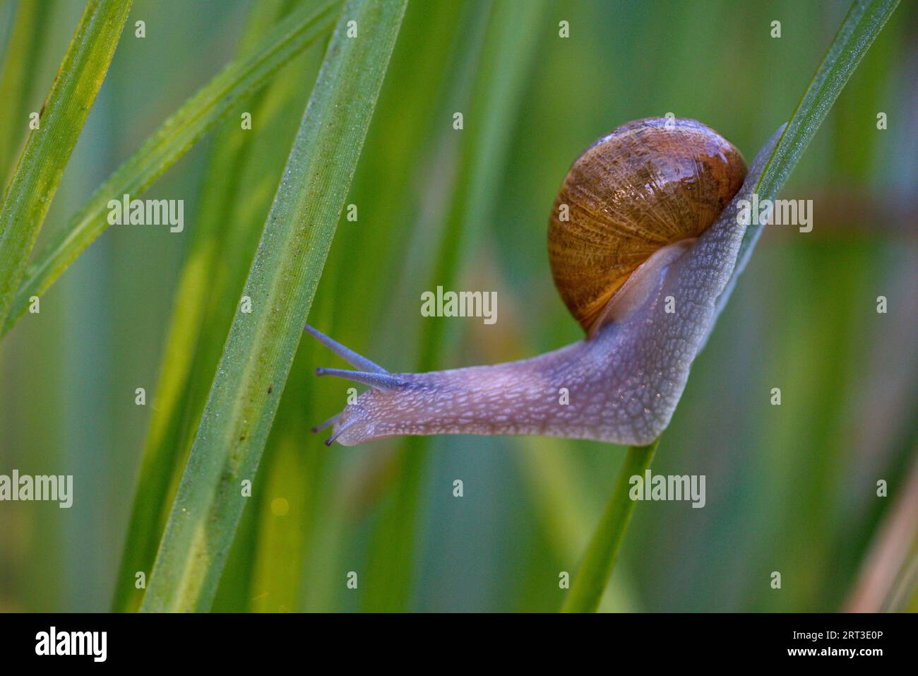 Caracol deslizándose por la hierba. Snail sliding through the grass. Stock Photo