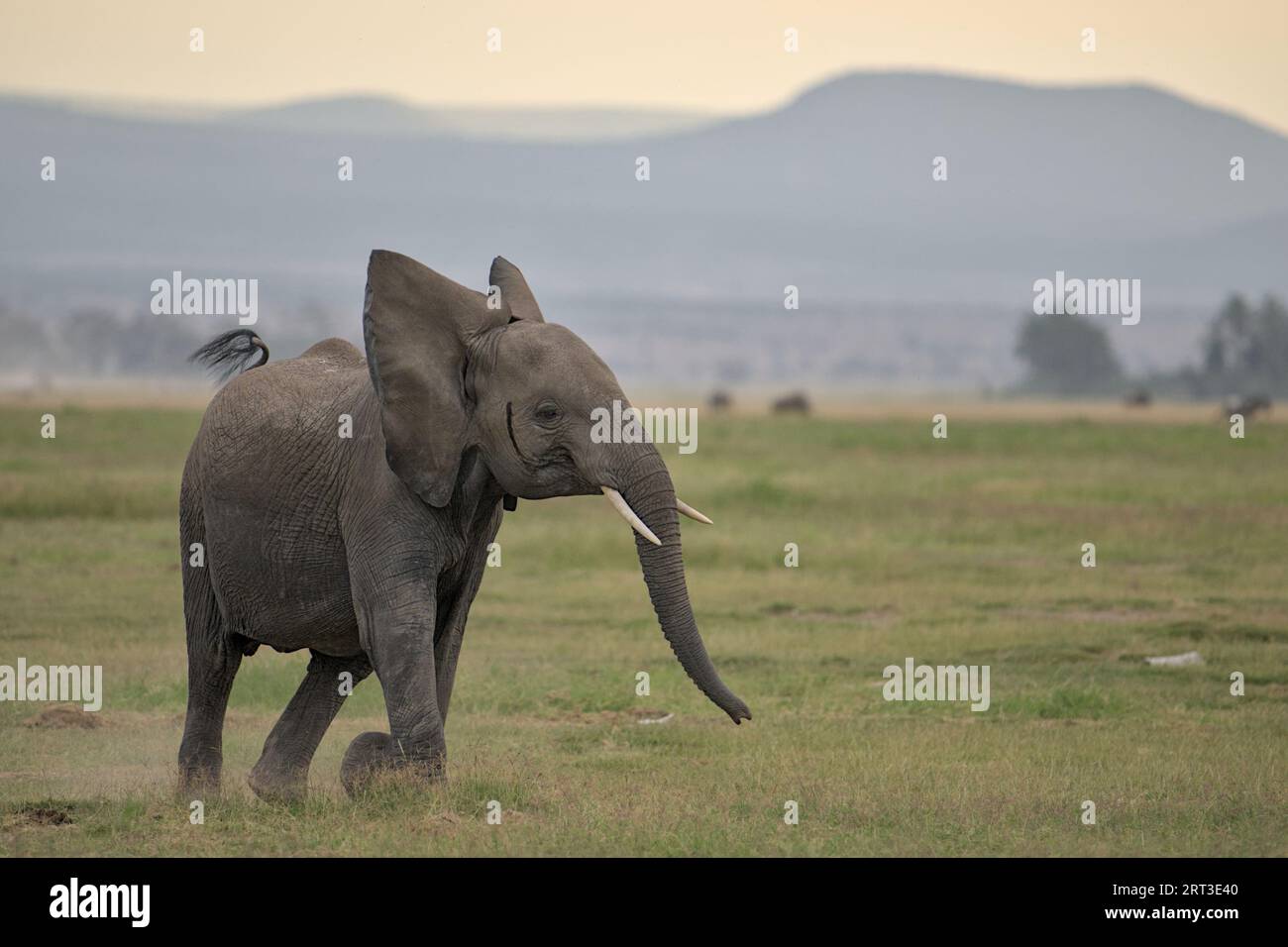 Young elephant with musth running in the late afternoon through Amboseli Nationalpark in Kenya, Africa Stock Photo