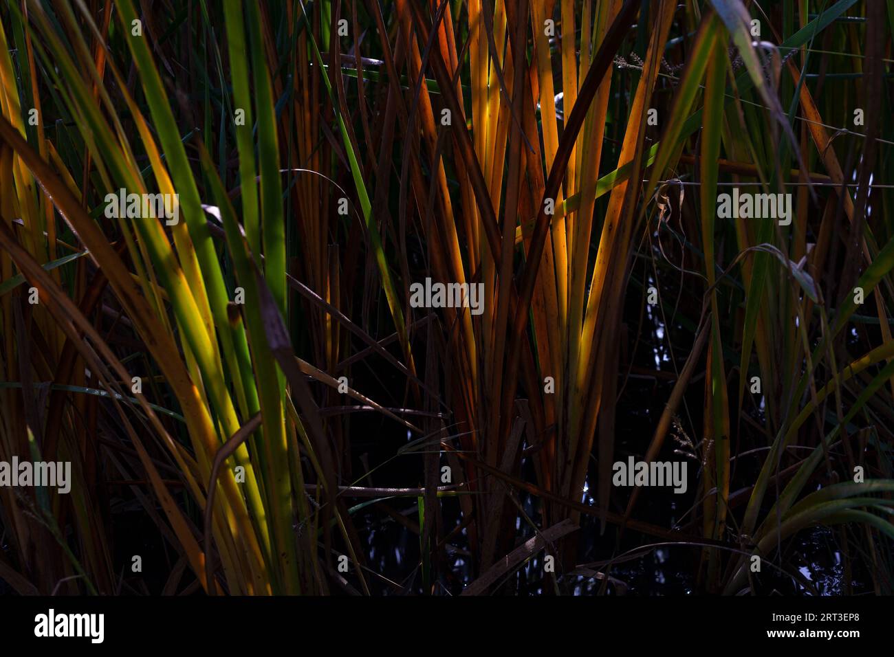 Reeds in the pond. Cattails and tall grass growing in the wetlands Stock Photo