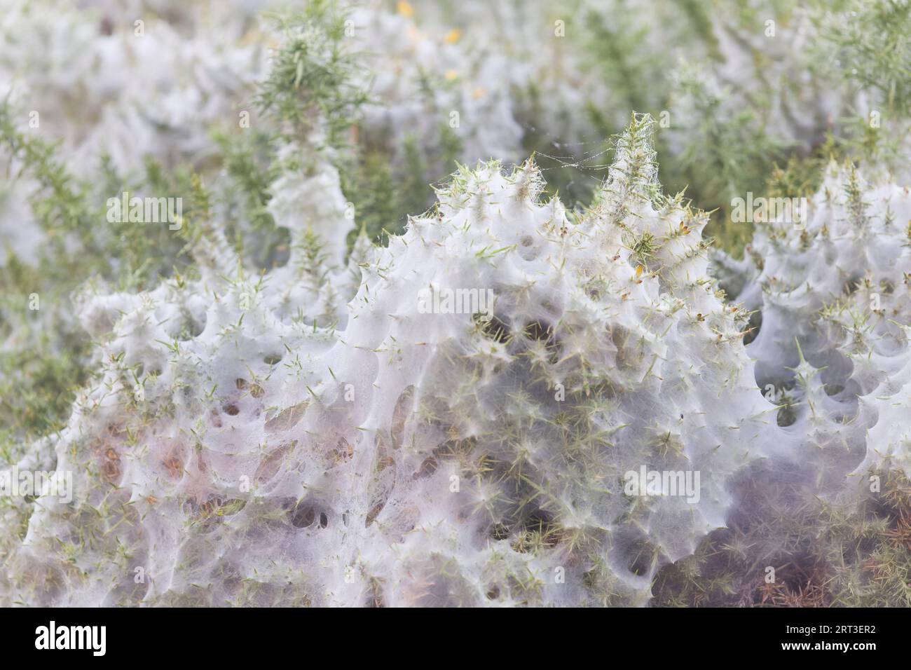 Gorse spider mite Tetranychus lintearius, silk from colony on Common gorse Ulex europaeus, Minsmere RSPB reserve, Suffolk, England, September Stock Photo