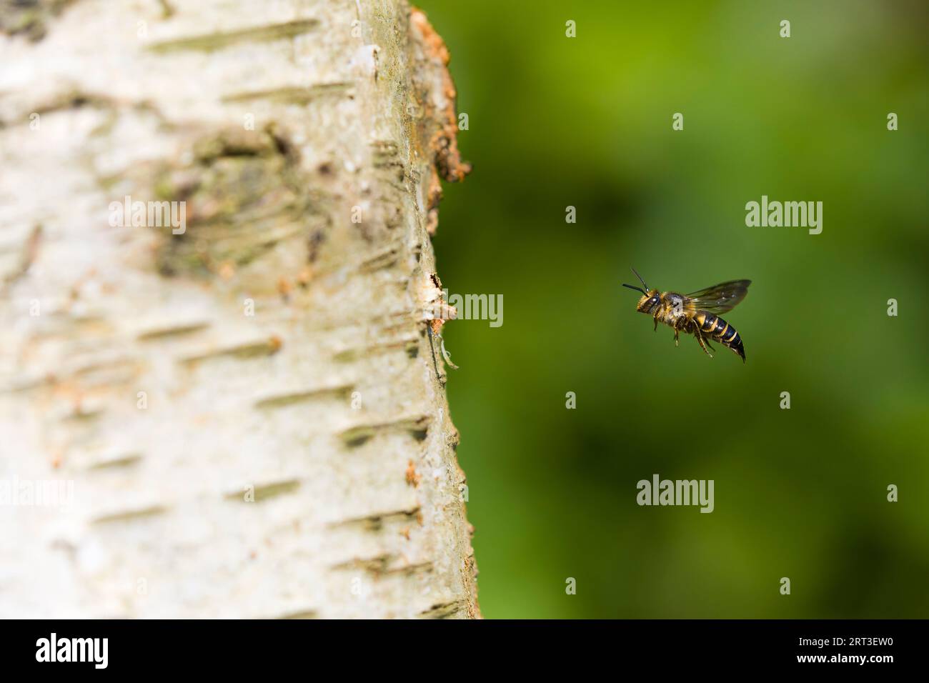 Shiny-vented sharp-tail bee Coelioxys inermis, adult female flying towards hole in trunk made by host species, Suffolk, England, August Stock Photo