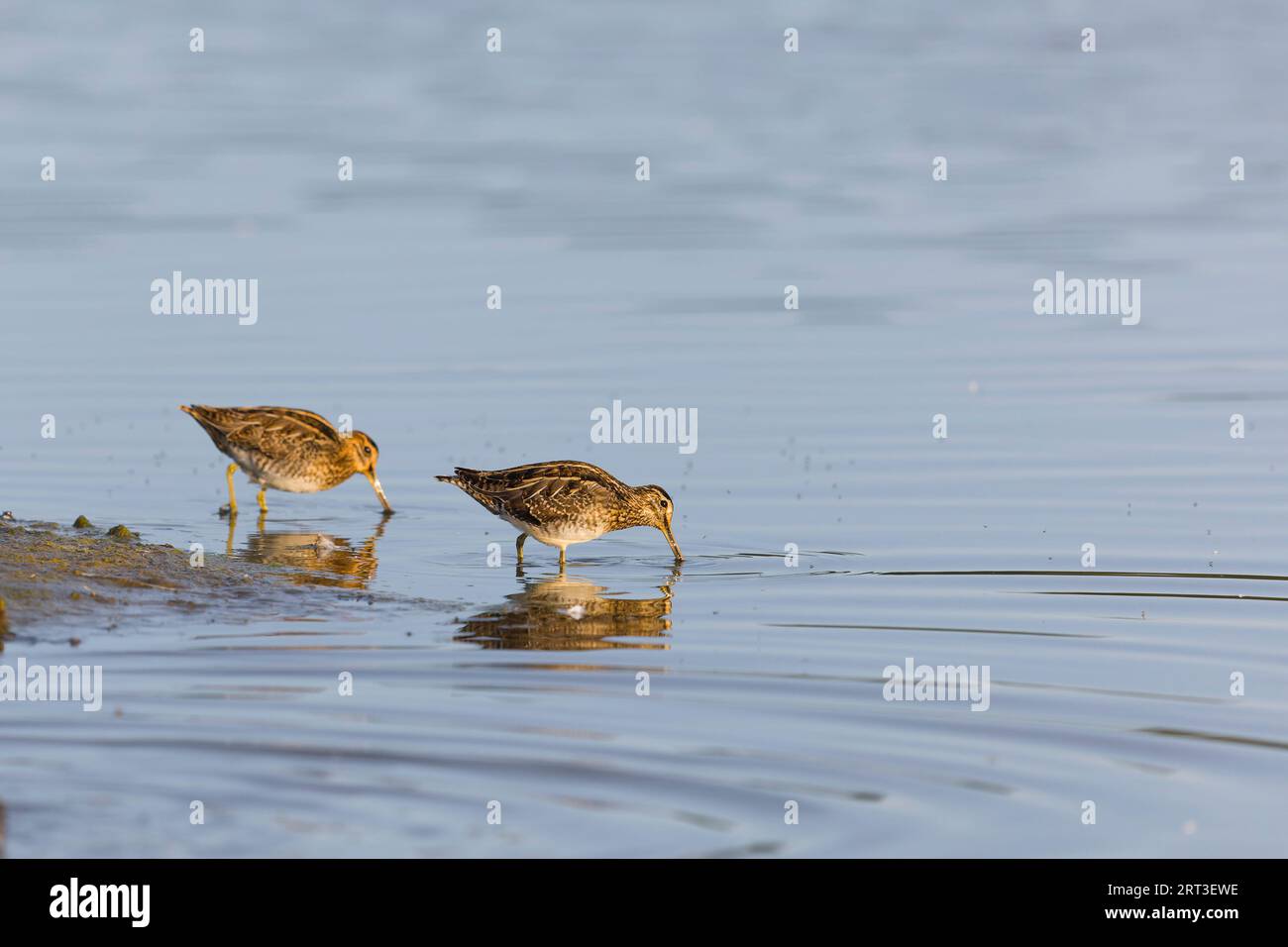 Common snipe Gallinago gallinago, 2 adults feeding in shallows ...