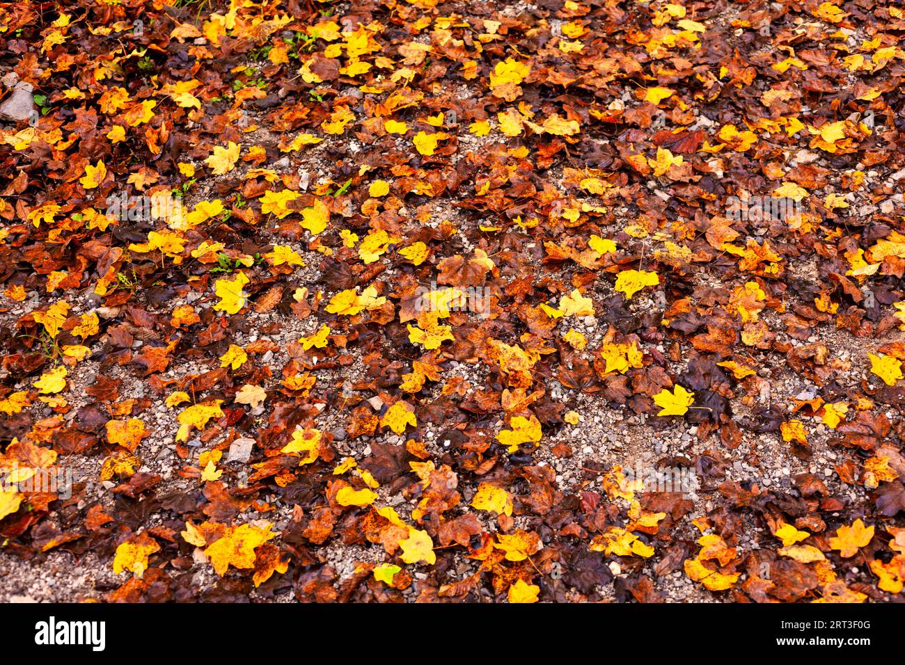 Leafy ground texture hi-res stock photography and images - Alamy