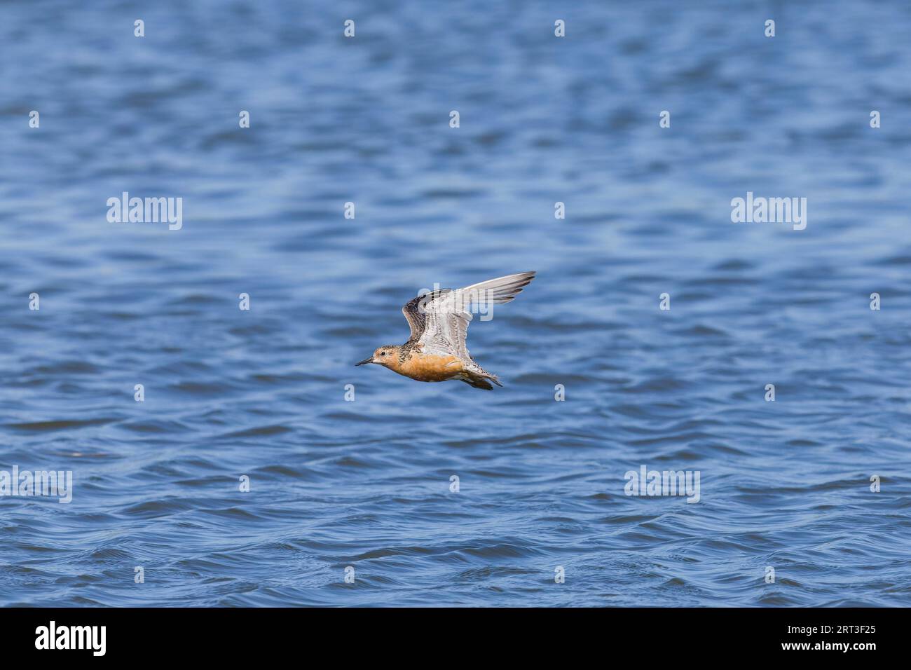 Red knot Calidris canutus, adult in post breeding plumage flying, Snettisham RSPB reserve, Norfolk, England, September Stock Photo