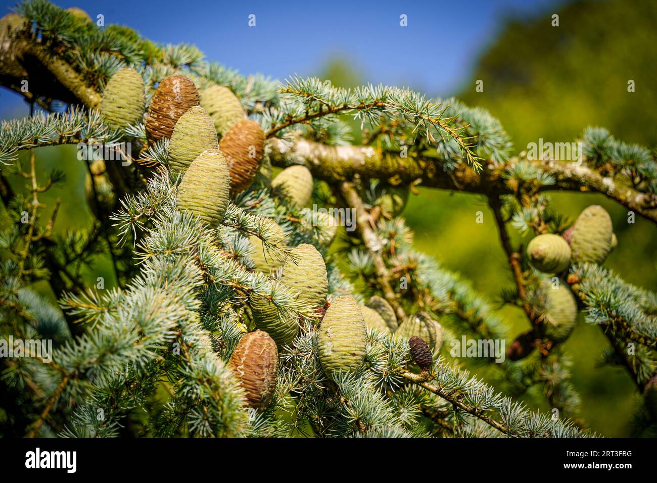 Pine Cones In Tree Stock Photo