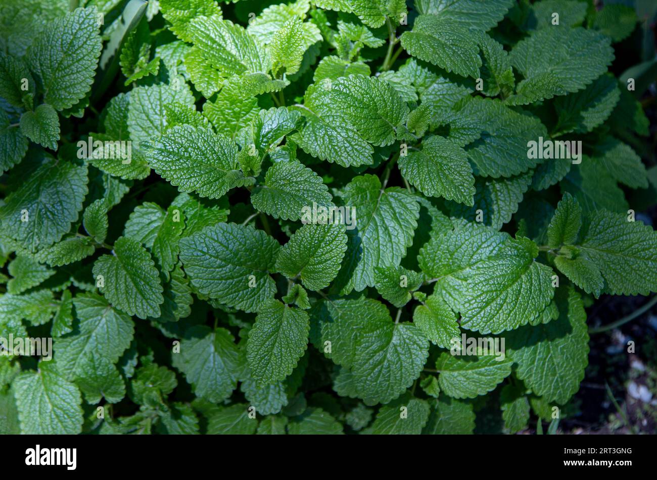 Close up green leaves of Lemon balm or Melissa officinalis -  a perennial herbaceous plant in the mint family, growing in the garden Stock Photo