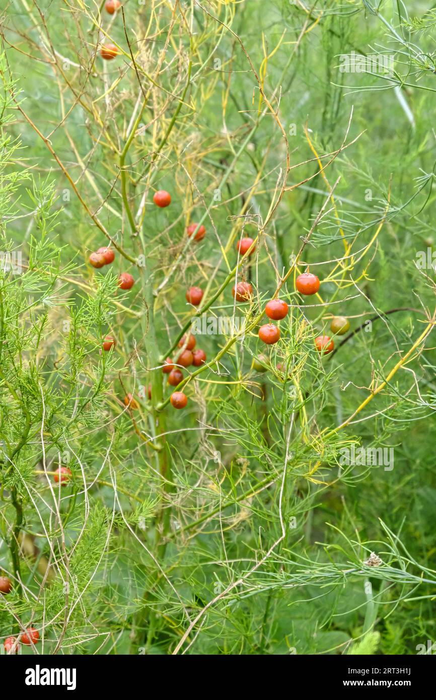 Tiny red berries on Asparagus plants left to go to seed Stock Photo