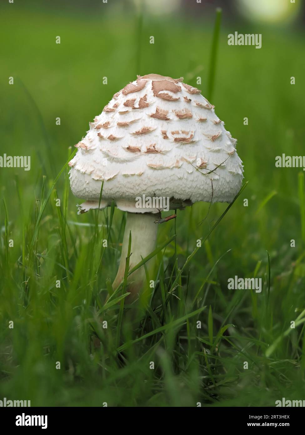 Chlorophyllum rhacodes, a white mushroom covered with large brown, strongly protruding scales, a lamellar mushroom from the Agaridaceae family, a youn Stock Photo