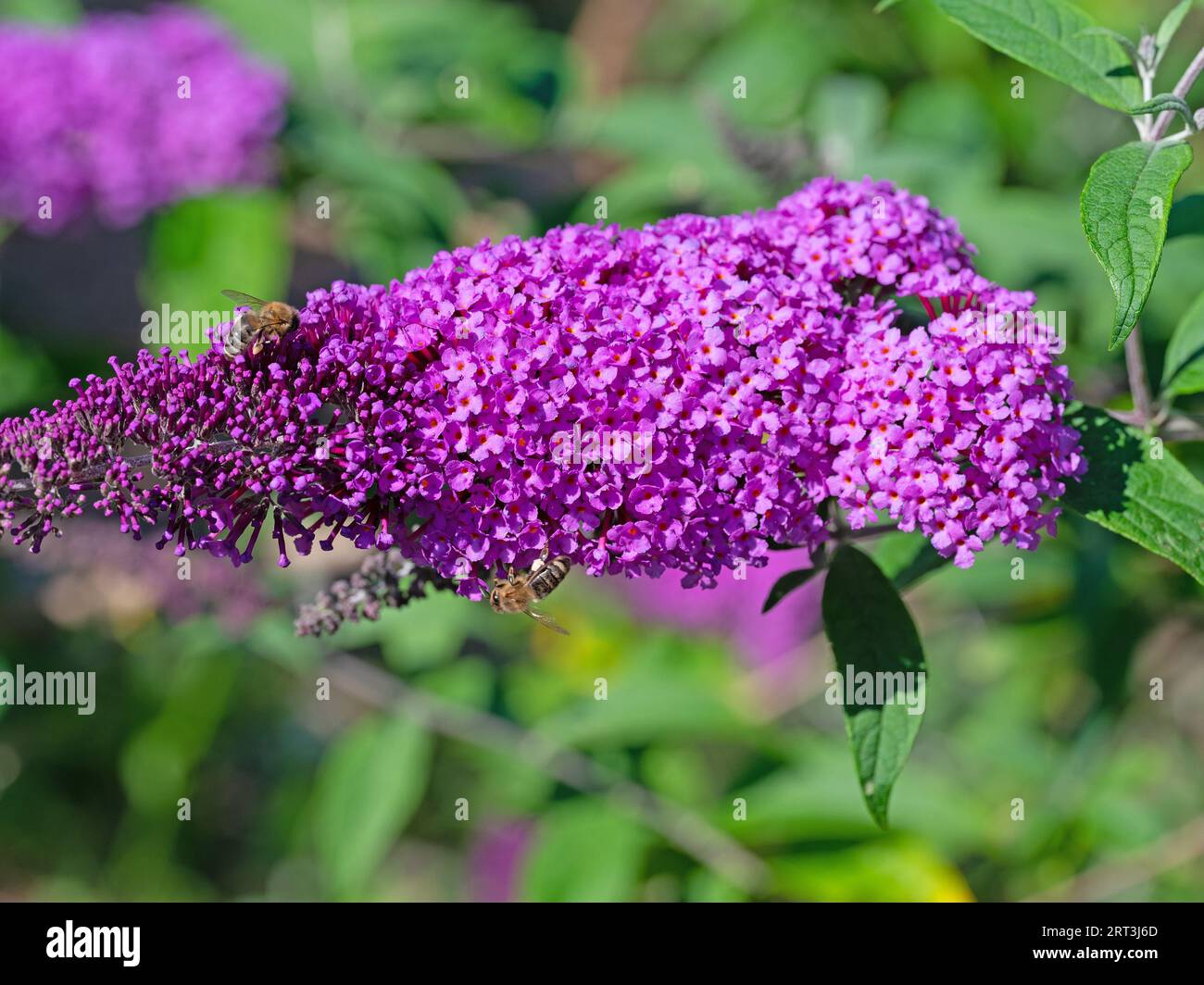 Blooming summer lilac ,Buddleja, closeup Stock Photo