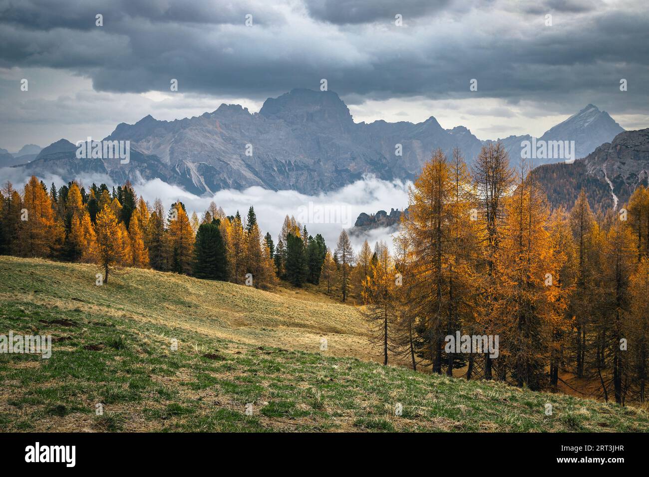 Spectacular autumn alpine landscape with colorful redwood forest and beautiful yellow larch trees. Colorful forest and high misty mountain peaks, Dolo Stock Photo
