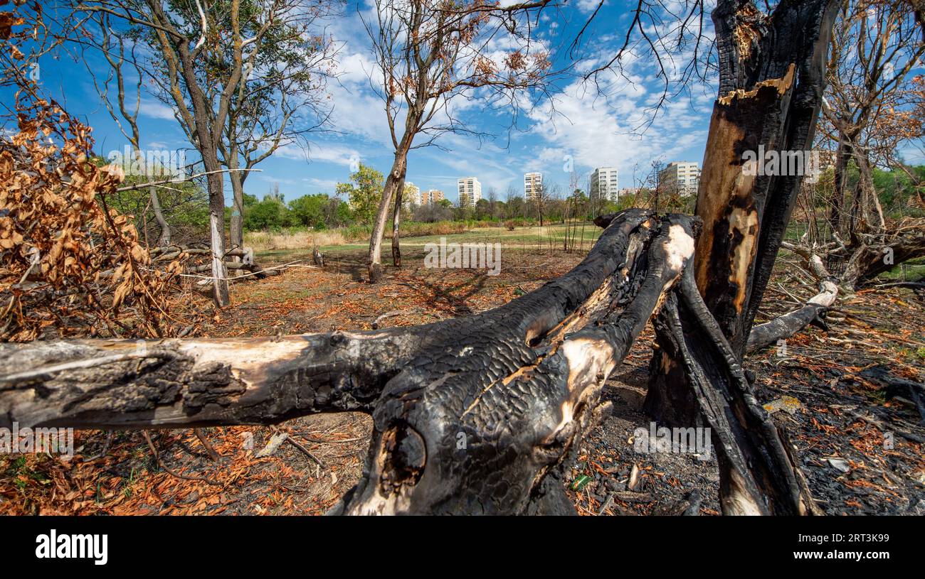 Intentionally burnt trees in IOR park in Romania Stock Photo