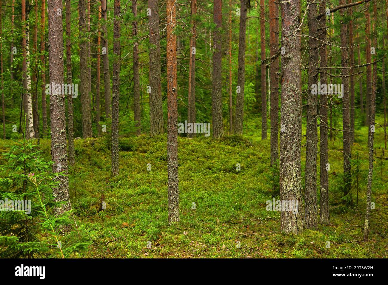Boreal forest understory hi-res stock photography and images - Alamy