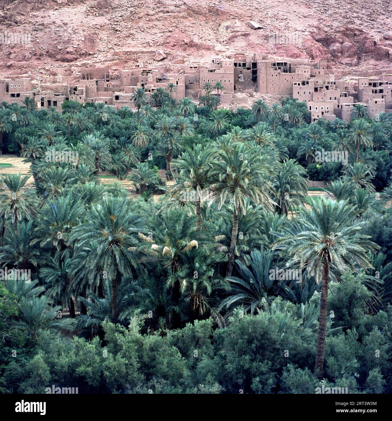 Old Berber architecture in a small village with a lot of palms in the Atlas mountains of Morocco Stock Photo