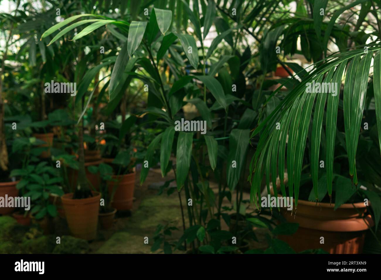 tropical plants in the interior of a large greenhouse Stock Photo - Alamy