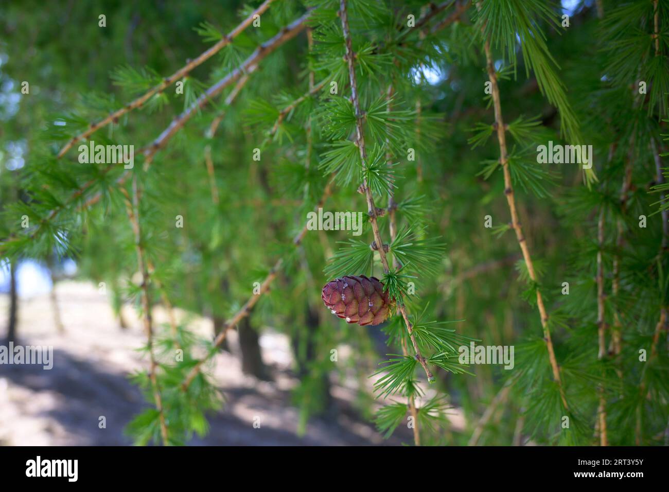 Pine fruit on pineapple branch with young resin on green background horizontal Stock Photo
