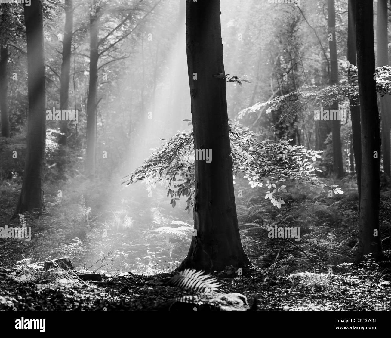 Leaves shade light Black and White Stock Photos & Images - Alamy