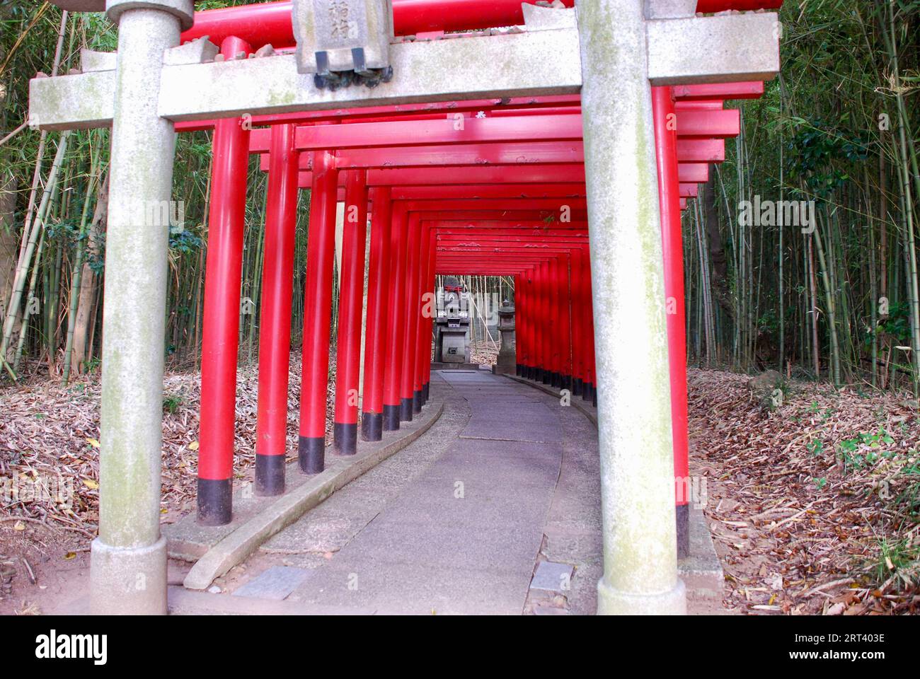 A scenic path winding its way through a picturesque forest of tall ...