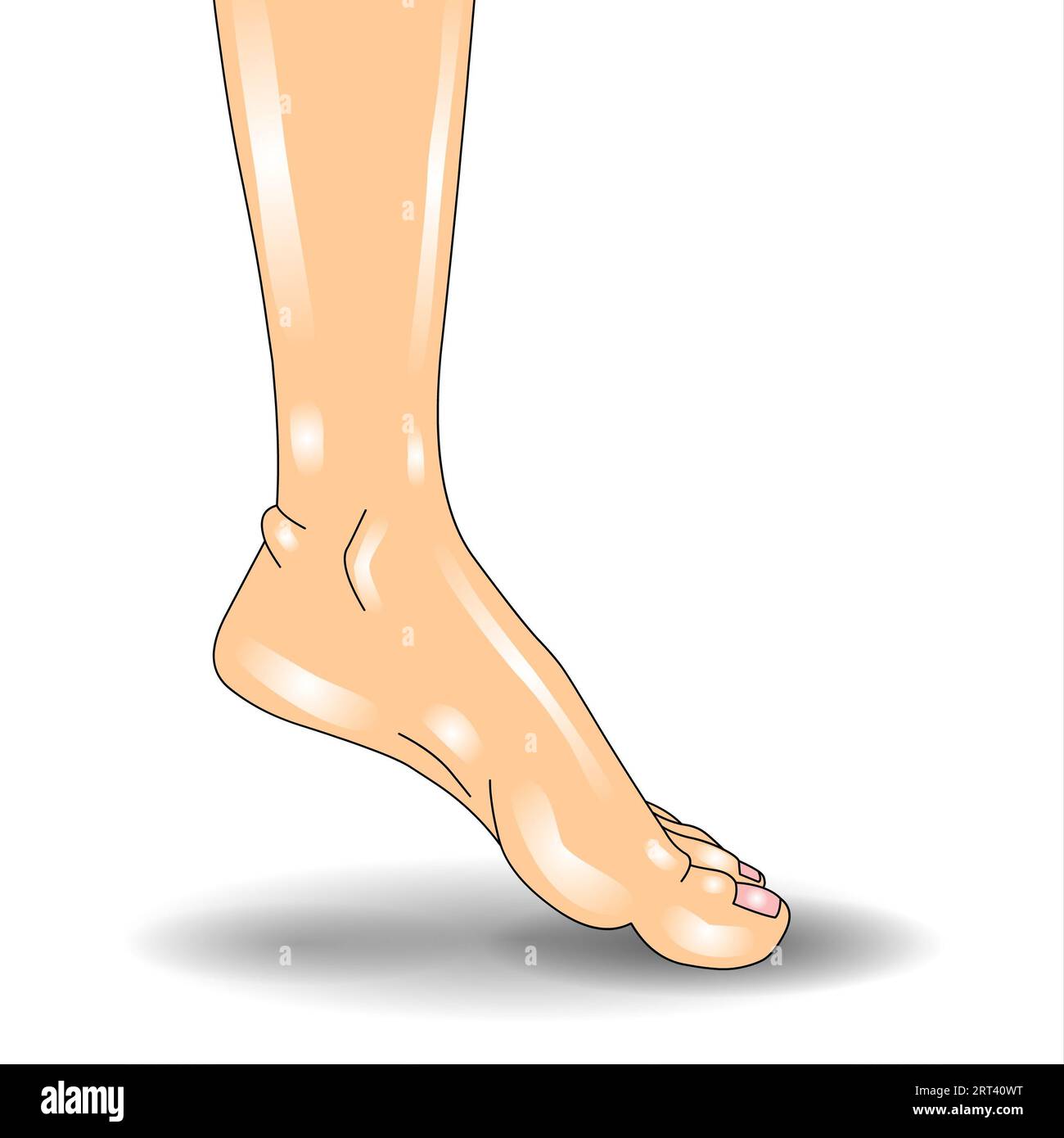 Vector illustration of a male foot on a white background with a shadow Stock Photo