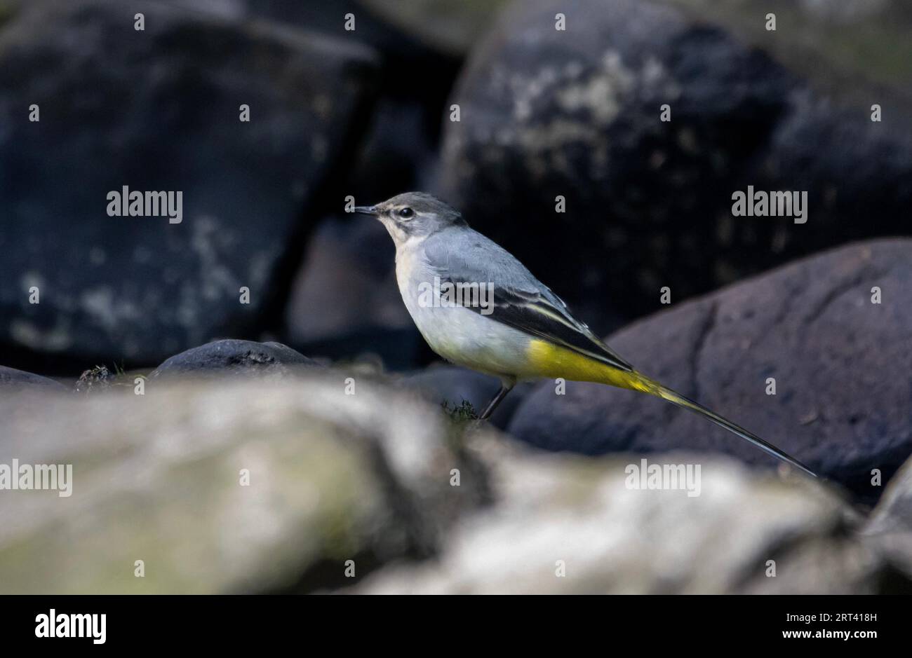 A Grey wagtail perched on a rocky outcrop, its head cocked to one side as it surveys the surroundings Stock Photo
