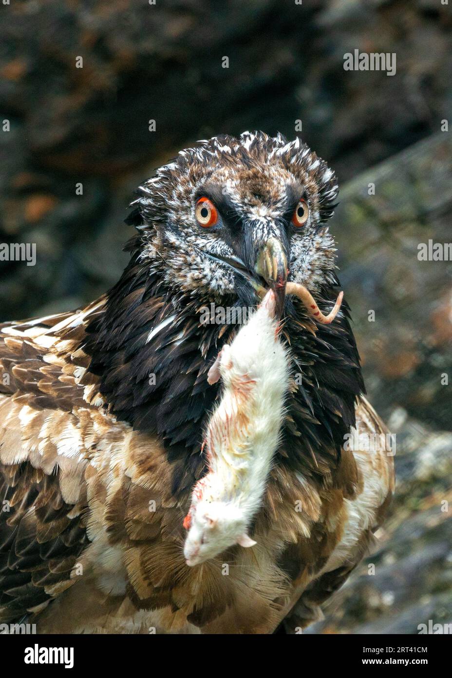 Rare moment captured: Bearded Vulture, Gypaetus barbatus, dining on a mouse in Iran's rugged terrain. A testament to nature's balance. Stock Photo