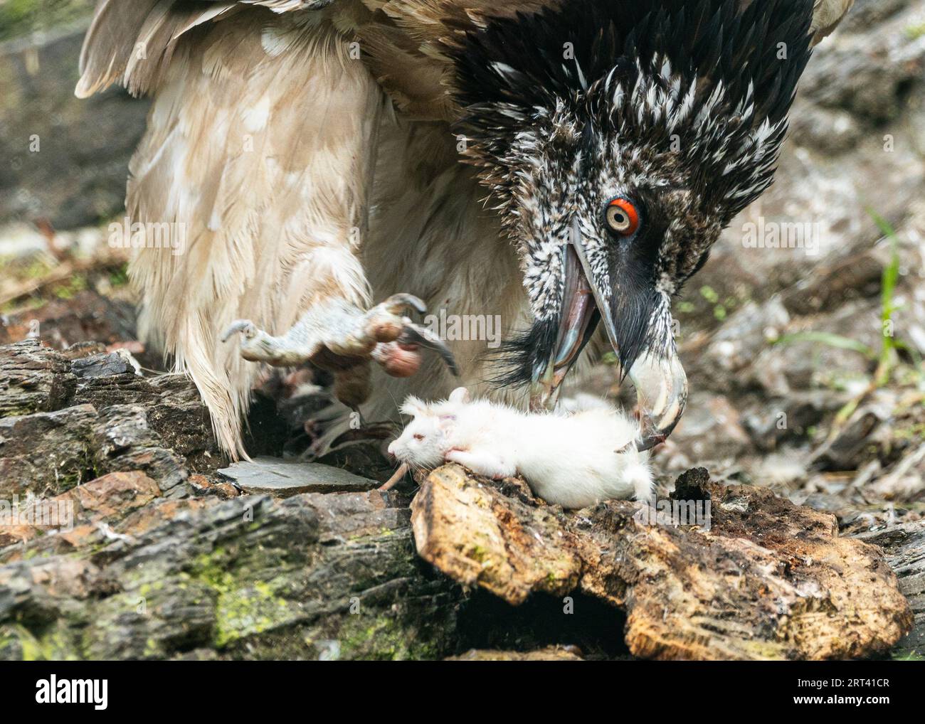 Rare moment captured: Bearded Vulture, Gypaetus barbatus, dining on a mouse in Iran's rugged terrain. A testament to nature's balance. Stock Photo