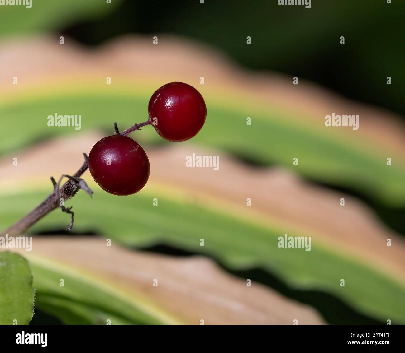 Red Solomon's Plume Berried amid autumnal leaves Stock Photo